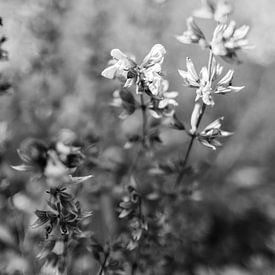 Mystieke bloem van Sabine Gaastra