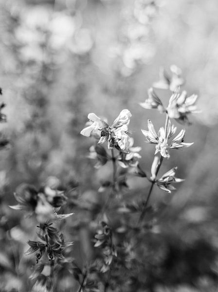 Mystische Blume von Sabine Gaastra