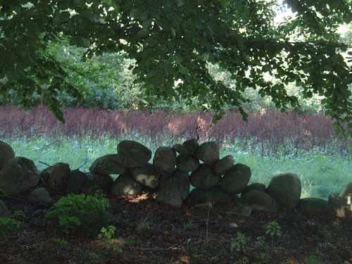 Prachtige natuur (Midden-Zweden)