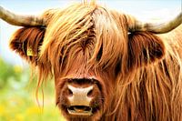 Close-up van een Schotse Hooglander