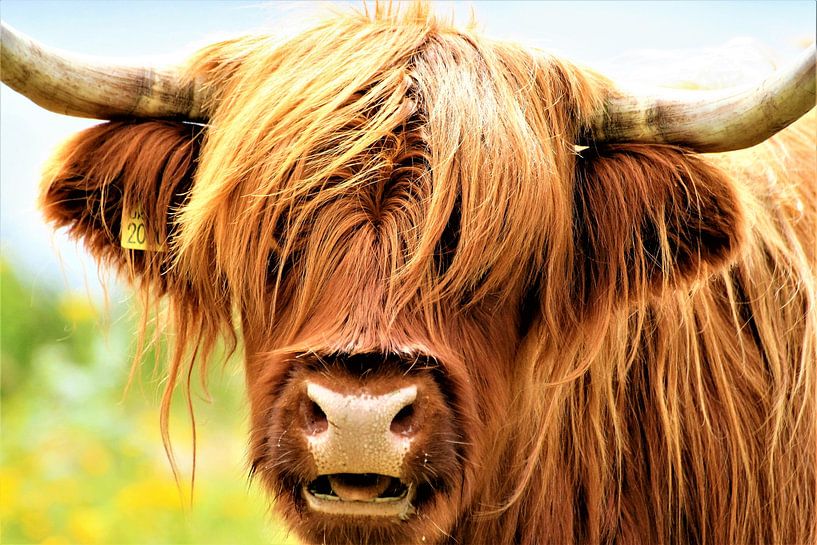 Close-up of a Scottish Highlander by Anna van Leeuwen