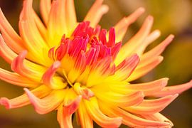 A festive dahlia by Natuurpracht   Kees Doornenbal