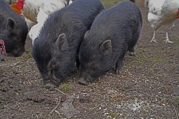 Mini-porcs de 1 an dans le jardin