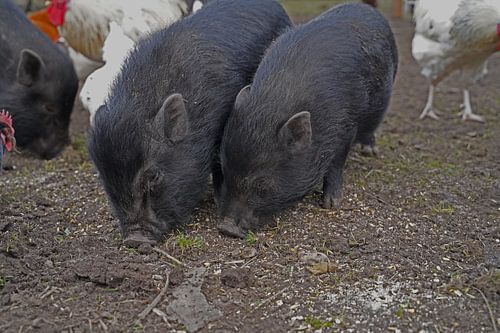 1 jaar oude minivarkens in de tuin