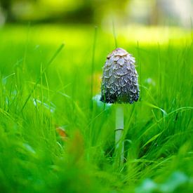 The Proud Mushroom von Sonny Dimaculangan