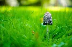 The Proud Mushroom von Sonny Dimaculangan