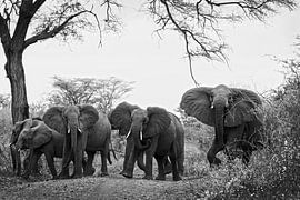 Stay back - elephant herd by Lotje Hondius