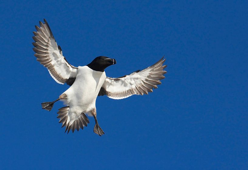 Alk im Sommer Teppich fliegen von Beschermingswerk voor aan uw muur