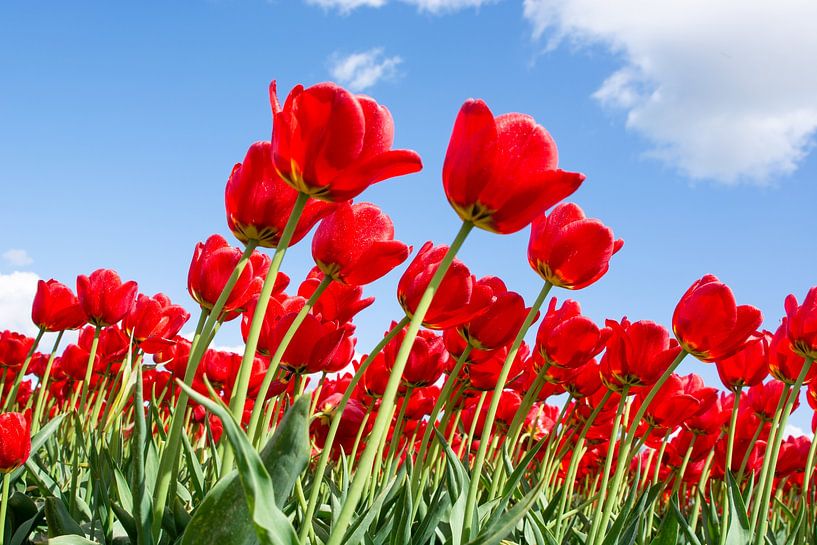tulip field red by Henriette Tischler van Sleen