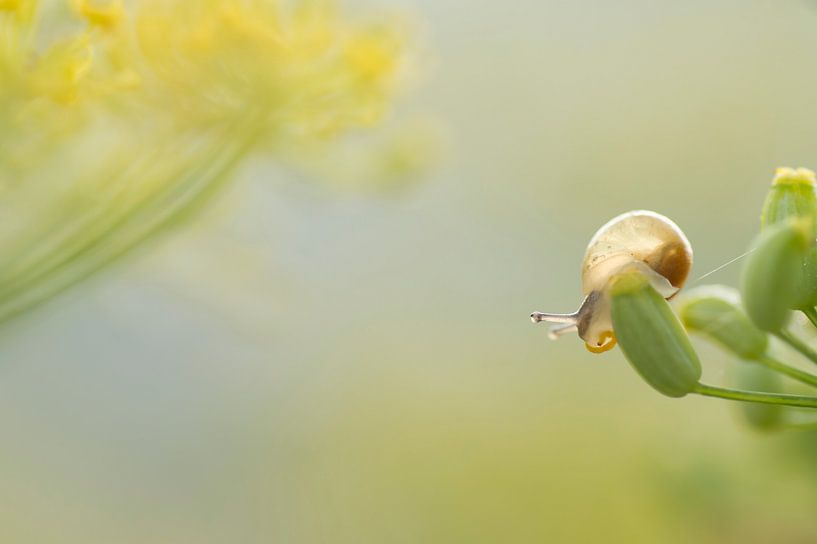 Hier ist es hoch oben (Kleine Schnecke auf Dill in Gelbtönen) von Birgitte Bergman