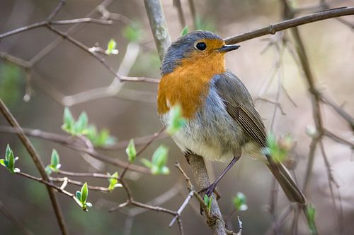 Robin in spring