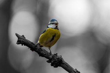 Pimpelmees op tak op een zwart-wit bokeh achtergrond. van Gianni Argese