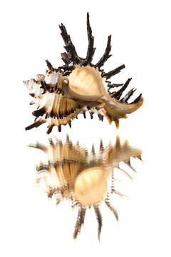 Spiegelbeeld van een schelp in natuurlijke tinten van Lisette Rijkers