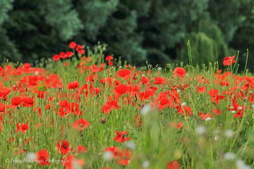 Poppy field