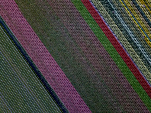Bloemvelden vanuit de lucht