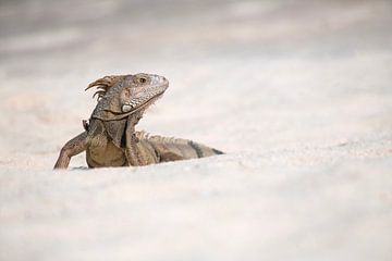 Iguanas on the beach