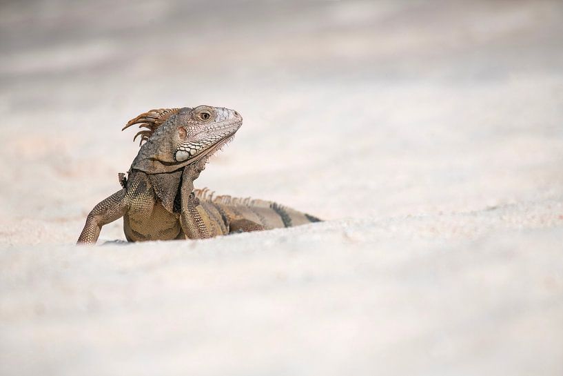 Leguaan op het strand van Elles Rijsdijk