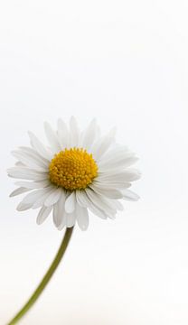 Marguerite sur Natalie Boevé