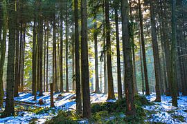 Winterlicht im Harz – Ein stiller Moment im verschneiten Wald von Fototante