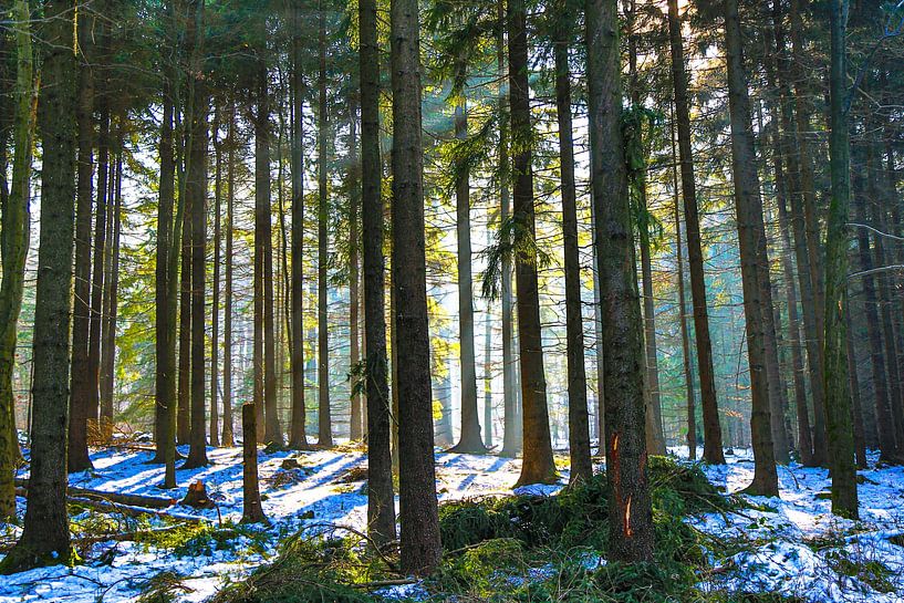 Winterlicht in het Harzgebergte - Een rustig moment in het besneeuwde bos van Fototante