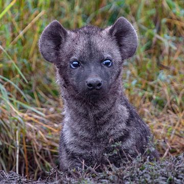 jonge hyena van Peter Michel