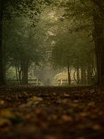 Autumn colours in the forest | mysterious