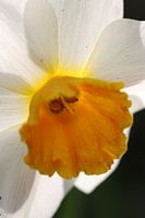 Narcis