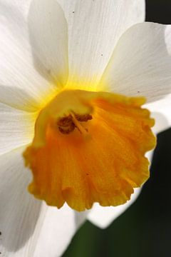 Narcis van Frank Janssen