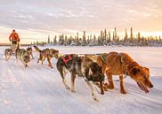 Tocht met de hondenslee in Fins Lapland van Corno van den Berg thumbnail