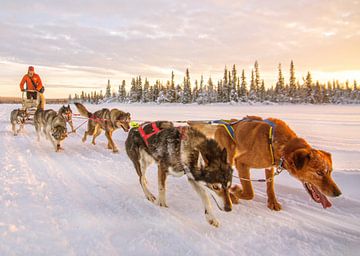Tocht met de hondenslee in Fins Lapland van Corno van den Berg
