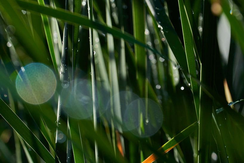 Licht speling in het groen van Geert Perdaens