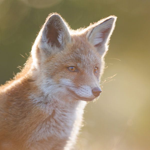 jeune renard par Pim Leijen