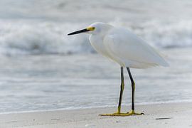 USA, Florida, Close up of a beautiful heron snowy egret bird at madeira beach by adventure-photos
