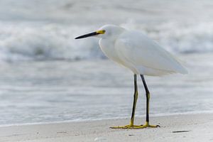 USA, Florida, Close-up van een mooie reiger sneeuwreiger vogel op madeira strand van adventure-photos