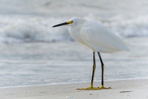 USA, Florida, Close-up van een mooie reiger sneeuwreiger vogel op madeira strand