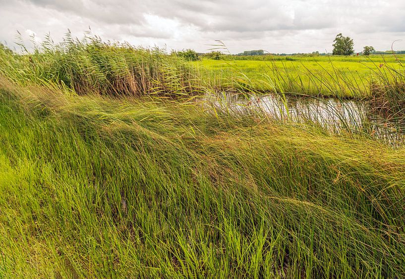 Wogende Gräser, Binsen und Seggen in einem niederländischen Polder von Ruud Morijn
