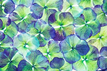 Hydrangea (Hydrangea Macrophylla) by Carola Schellekens