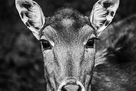 Aufdringlich aussehender Hirsch, auch Nijlgau genannt von Natasja Bittner