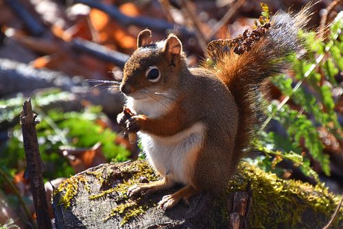 Een rode eekhoorn in de winter
