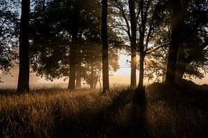 Forêt de chênes à Helvoirtse Broek au lever du soleil