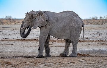 Elefant kühlt sich ab an einem Wasserloch in Namibia, Afrika von Patrick Groß