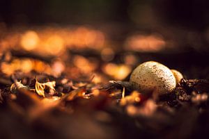Paddenstoel in de herfst