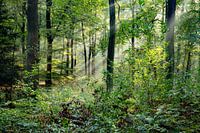 De zon schijnt door de bomen