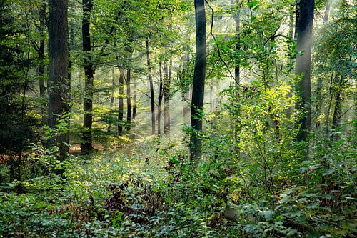 Die Sonne scheint durch die Bäume