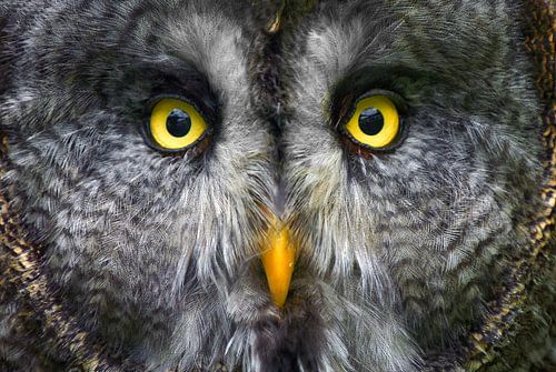 Big Grey Owl Close-up