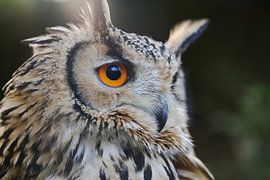 Hibou de l'aigle du Bengale sur RT Photography
