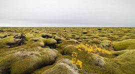Mossed lava fields (Iceland) by Marcel Kerdijk