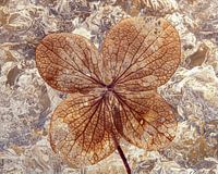 Hydrangea leaf with a blended texture