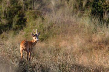 Rehbock (Capreolus capreolus)