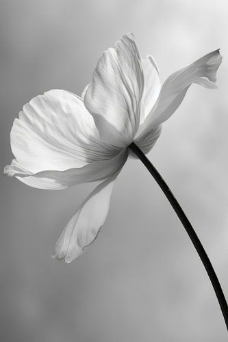 Bloem in zwart-wit